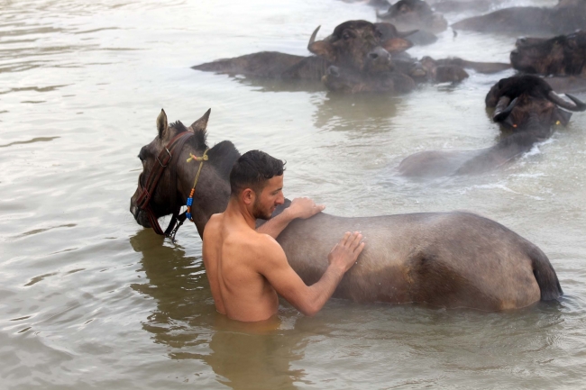 Budaklı kaplıcasında, yazın turistler, kışın manda ve atlar keyif yapıyor